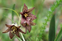 Chocolate Lilly Flower seeds for Planting - Easy to Grow, Heirloom & GMO Free Seeds for Home Garden