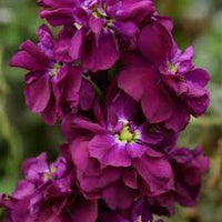 Matthiola Incana Flower Seeds - Deep Purple for Planting