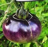 Lavender Tomato Seeds - Perfect for Planting