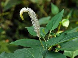 Lizard’s Tail (Saururus cernuus) Flower Seeds – Heirloom Non-GMO Variety for Home Garden Planting