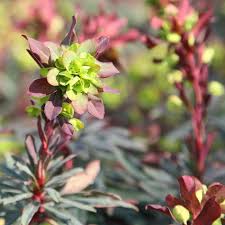 Euphorbia Amygdaloides Flower seeds for Planting - Easy to Grow, Heirloom & GMO Free Seeds for Home Garden
