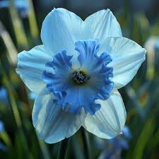 Blue Narcissus Flower Seeds for Planting Compact Growth Heirloom & GMO Free Seeds for Home Garden
 
 Sale