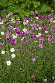 Xeranthemum annum Flower seeds for Planting - Easy to Grow, Heirloom & GMO Free Seeds for Home Garden