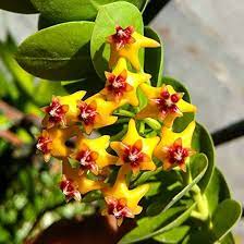 Yellow Maroon Hoya Carnosa Flower Seeds for Planting Cut Flower Favorite Heirloom & GMO Free Seeds for Home Garden
 
 Sale