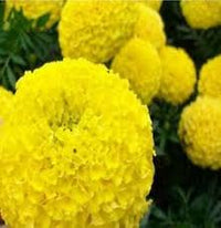 Yellow Maidenhair Flower Seeds for Planting Bright Blooms Heirloom & GMO Free Seeds for Home Garden
 
 Sale
