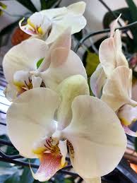 Cream Phalaenopsis Orchid Flower seeds for Planting - Bright Blooms, Heirloom & GMO Free Seeds for Home Garden