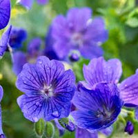 Blue Mix Pelargonium Peltatum Flower Seeds for Planting Cut Flower Favorite Heirloom & GMO Free Seeds for Home Garden
 
 Sale