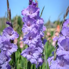 Light Violet Gladiolus Flower Seeds for Planting Bright Blooms Heirloom & GMO Free Seeds for Home Garden
 
 Sale