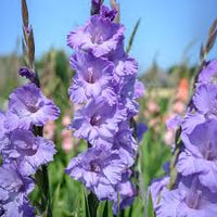 Light Violet Gladiolus Flower Seeds for Planting Bright Blooms Heirloom & GMO Free Seeds for Home Garden
 
 Sale