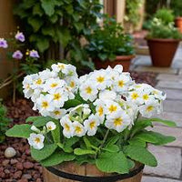 Green White Primrose Flower seeds for Planting - Perfect for Borders, Heirloom & GMO Free Seeds for Home Garden