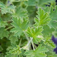 Army Green Univalve Geranium Flower seeds for Planting Garden Favorite Heirloom & GMO Free Seeds for Home Garden