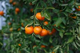 Orange Planting Seeds for Juicy Citrus Fruit - Grow Delicious Oranges