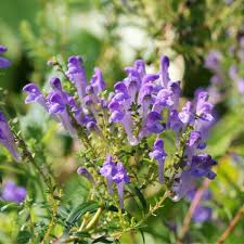 Chinese Skullcap Flower seeds for Planting - Garden Favorite, Heirloom & GMO Free Seeds for Home Garden