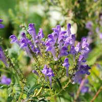 Chinese Skullcap Flower seeds for Planting - Garden Favorite, Heirloom & GMO Free Seeds for Home Garden