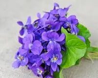 Violet Flower seeds for Planting - Premium Quality, Heirloom & GMO Free Seeds for Home Garden