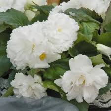 Tuberous Begonia Flower seeds for Planting - Sun Loving, Heirloom & GMO Free Seeds for Home Garden