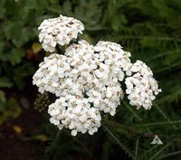 White Yarrow Flower seeds for Planting - Hardy Variety, Heirloom & GMO Free Seeds for Home Garden