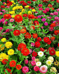 Zinnia Double Mixed Flower seeds for Planting Perfect for Borders Heirloom & GMO Free Seeds for Home Garden