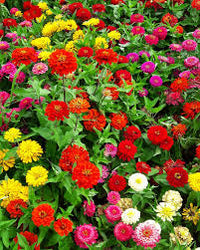 Zinnia Double Mixed Flower seeds for Planting Perfect for Borders Heirloom & GMO Free Seeds for Home Garden