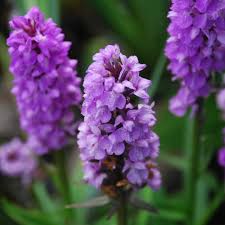 Dactylorhiza Flower seeds for Planting - Low Maintenance, Heirloom & GMO Free Seeds for Home Garden