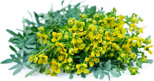 Yellow Ruta Flower seeds for Planting - Garden Favorite, Heirloom & GMO Free Seeds for Home Garden
