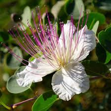 Capparis Flower seeds for Planting - Pollinator Friendly, Heirloom & GMO Free Seeds for Home Garden