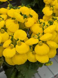 Light Yellow Calceolaria Flower seeds for Planting - Vibrant Colors, Heirloom & GMO Free Seeds for Home Garden