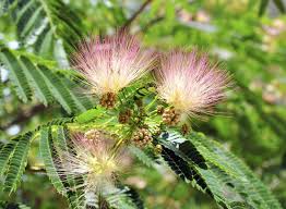Pink White Mimosa Flower seeds for Planting - Low Maintenance, Heirloom & GMO Free Seeds for Home Garden