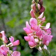 Onobrychis Flower seeds for Planting Perfect for Borders Heirloom & GMO Free Seeds for Home Garden