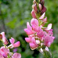 Onobrychis Flower seeds for Planting Perfect for Borders Heirloom & GMO Free Seeds for Home Garden