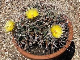 Yellow Leuchtenbergia Flower seeds for Planting - Bright Blooms, Heirloom & GMO Free Seeds for Home Garden