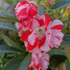 White Red Balsam Camellia Flower Seeds Seasonal Bloomer Heirloom & GMO Free Seeds for Home Garden
 
 Sale