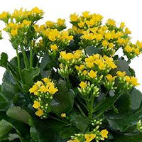 Yellow Kalanchoe Flower seeds for Planting - Fragrant Blossoms, Heirloom & GMO Free Seeds for Home Garden