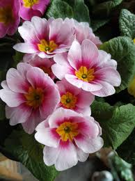 White Pink Primula Malacoides Seeds Flower seeds for Planting Vibrant Colors Heirloom & GMO Free Seeds for Home Garden