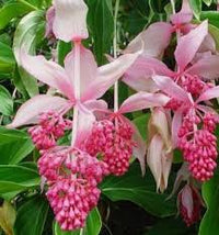 Medinilla Magnifica Flower seeds for Planting - Cut Flower Favorite, Heirloom & GMO Free Seeds for Home Garden