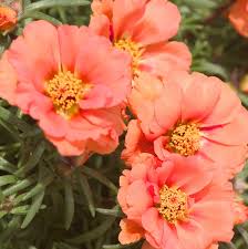 Orange Portulaca Flower seeds for Planting - Bright Blooms, Heirloom & GMO Free Seeds for Home Garden