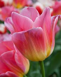 Yellow & Pink F Tulip lower seeds for Planting - Perfect for Borders, Heirloom & GMO Free Seeds for Home Garden