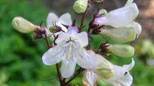 Heirloom Beardtongue Flower seeds for Planting Cottage Garden Essential Heirloom & GMO Free Seeds for Home Garden
