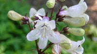 Heirloom Beardtongue Flower seeds for Planting Cottage Garden Essential Heirloom & GMO Free Seeds for Home Garden