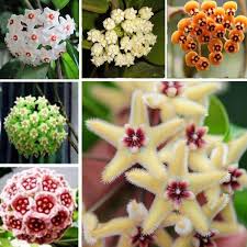 Mixed Color Hoya Flower Seeds for Planting Shade Tolerant Heirloom & GMO Free Seeds for Home Garden
 
 Sale