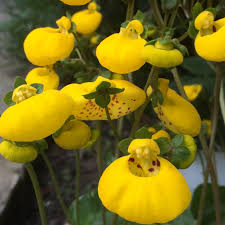 Light Yellow Calceolaria Flower seeds for Planting - Vibrant Colors, Heirloom & GMO Free Seeds for Home Garden