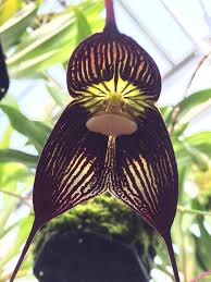 Black Monkey Face Orchid Flower Seeds – Pollinator Friendly, Heirloom & GMO Free Seeds for Home Garden