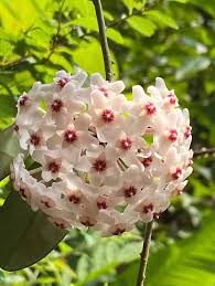 Soft Pink Hoya Flower Seeds for Planting Colorful Display Heirloom & GMO Free Seeds for Home Garden
 
 Sale