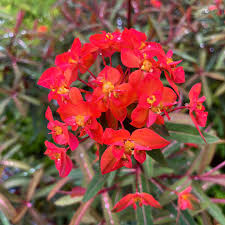 Red Euphorbia Griffithii Flower seeds for Planting - Shade Tolerant, Heirloom & GMO Free Seeds for Home Garden