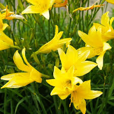 Yellow Hemerocallis Flower Seeds for Planting Wildflower Mix Heirloom & GMO Free Seeds for Home Garden
 
 Sale