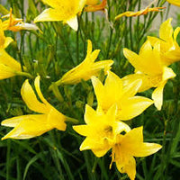Yellow Hemerocallis Flower Seeds for Planting Wildflower Mix Heirloom & GMO Free Seeds for Home Garden
 
 Sale
