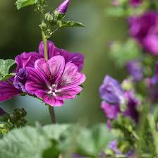 Mallow Flower seeds for Planting - Perfect for Borders, Heirloom & GMO Free Seeds for Home Garden