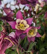 Purple White Aquilegia Flower seeds for Planting - Easy to Grow, Heirloom & GMO Free Seeds for Home Garden