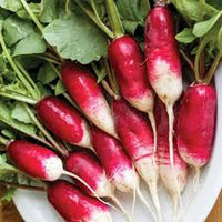 Rapid Yield Radish Seeds, Planting