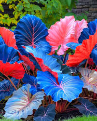 Mix Blue Caladium Flower seeds for Planting - Cottage Garden Essential, Heirloom & GMO Free Seeds for Home Garden